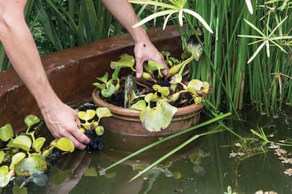 En el caso de contar con un estanque, es fundamental realizar un mantenimiento regular.