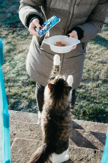 En el caso de los felinos, esta enfermedad se asemeja a la diabetes tipo 2 en humanos