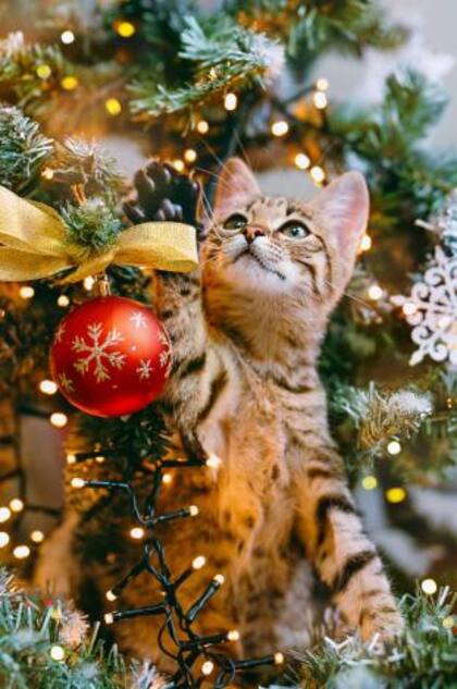 En el caso de los gatos las señales, por supuesto, son distintas a las de los perros