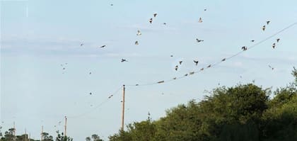 En el caso de Santa Fe, los perjuicios se reconocen en los departamentos General Obligado, Vera y 9 de Julio