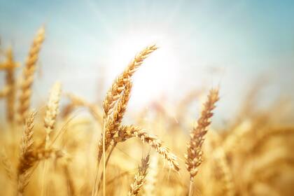 En el caso del trigo la caída es equivalente al 43%, con US$183 por tonelada, luego de pasar de 428 a 245 dólares