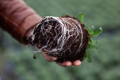 En el caso del uso de fibra de coco, hay que estar atentos a carencias de calcio y magnesio, elementos que no retiene con facilidad. 