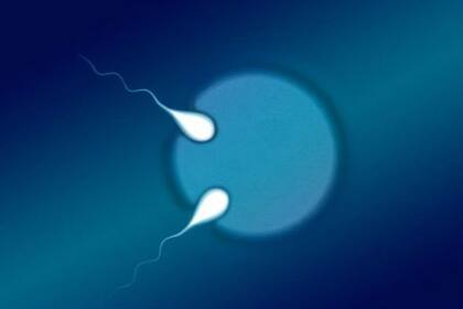 La cuenta de espermatozoides cayó 51% en cinco décadas, según los estudios
