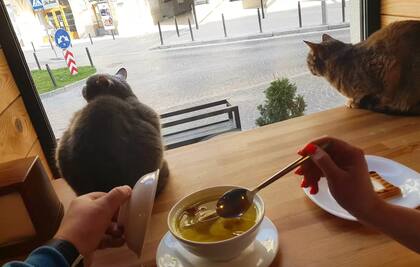En el cat café se puede comer en convivencia con los gatos