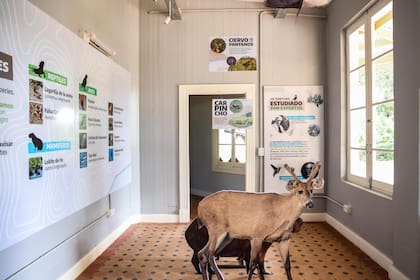En el Centro de Interpretación se expone cartelería acerca de la flora y la fauna de la reserva.