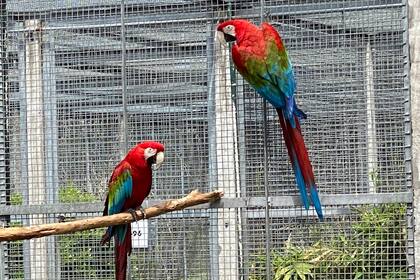 En el Centro de Recuperación de Especies de Temaikén (CRET) seis parejas reproductivas de guacamayos alientan la esperanza de repoblar el Iberá
