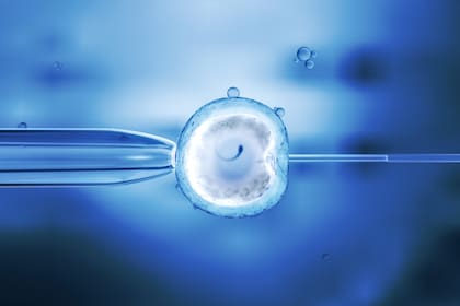 En el centro un óvulo, en pleno proceso de fertilización in vitro