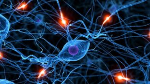 La serotonina es un neurotransmisor cerebral encargado de gestionar las emociones, las funciones cognitivas y también regular la función gastrointestinal