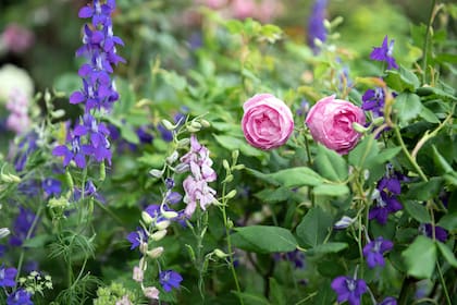 En el cerebro una flor es una señal bioquímica