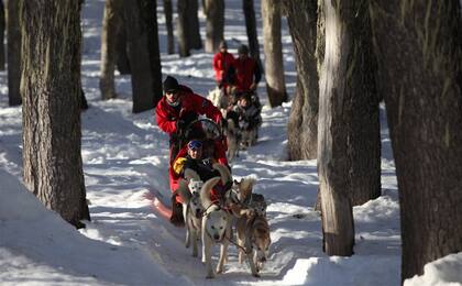 En el cerro Chapelco, los siberianos y los alaskanos tiran de los trineos entre las lengas, los árboles típicos de la zona
