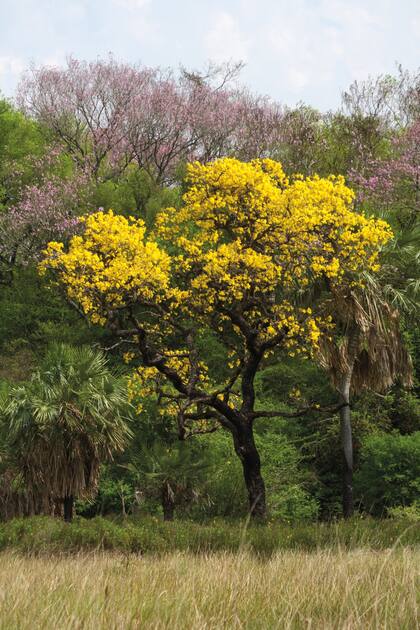 En el Chaco Oriental alcanza un protagonismo destacado en el paisaje el paratodo (Tabebuia aurea), un lapacho nativo de floración masiva amarilla, ideal para adornar las plazas y los bulevares urbanos.