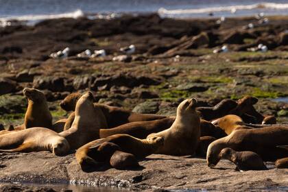 En el Complejo Islote Lobos se encuentra una colonia reproductiva de lobos marinos de un pelo.