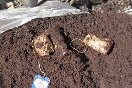 En el compost, aporta nitrógeno y favorece la actividad de bacterias y lombrices