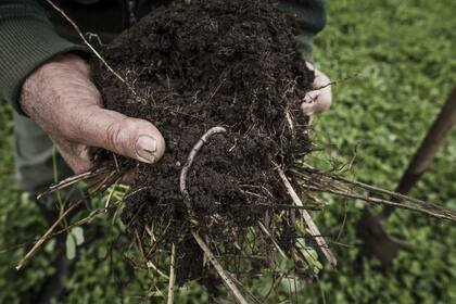 En el cultivo se utilizan una gran cantidad de agroquímicos nocivos para la salud.