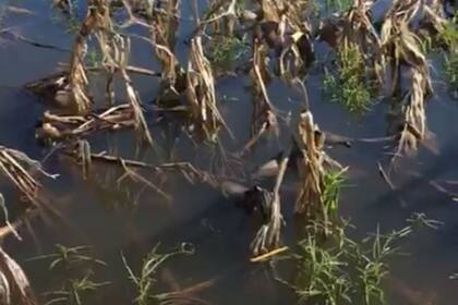 En el departamento de San Justo, Santa Fe, hay lotes bajo 50 centímetros de agua