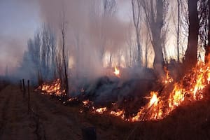 Sufrió un incendio en parte de un viñedo y afirma que fue intencional