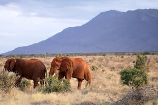 En el Día Mundial del Elefante: cinco datos sobre los mayores mamíferos terrestres