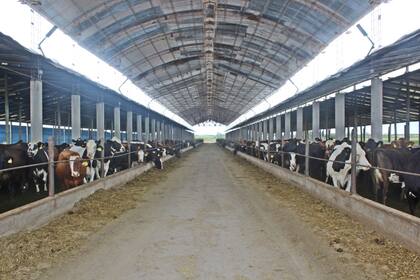 En el encuetro, el productor enseñó a los presentes las inversiones realizadas, como el galpón para la atención de las vacas en el parto y de un tinglado para el cuidado de los terneros recién nacidos