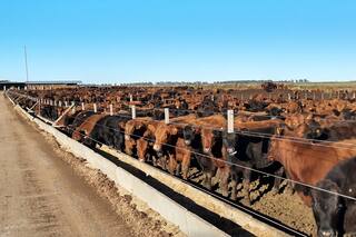 Feedlot: manejo eficiente de la alimentación con el comedero