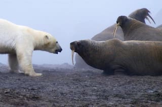 El momento en que un oso polar se enfrentó a una manada de morsas