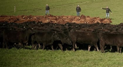 En el establecimiento crian Angus y Hereford