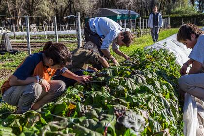 En el establecimiento educativo, los alumnos realizan trabajos rurales como la cría de ganado, siembra, tambo y subproductos, granja, cría de conejos y tareas afines