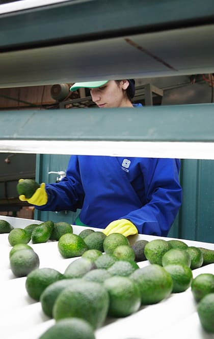 En el estado de Michoacán se produce casi el 80% del consumo mundial de palta.