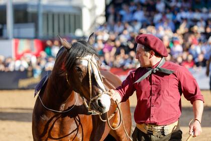 En el estudio, los caballos demostraron una reducción de sus errores en medio de una prueba con tarjetas y luces