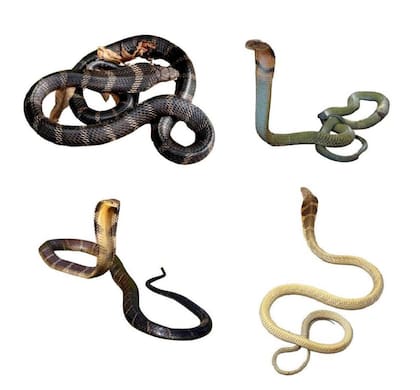 En el estudio se utilizó una variedad de serpientes (Foto: revista European Journal of Taxonomy)