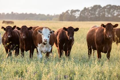 En el ganado de carne la zona de confort va de 7 a 26 grados