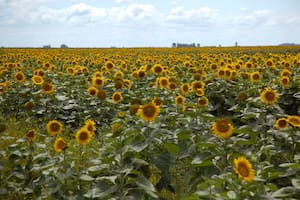 En marzo crecieron un 71% las exportaciones agrícolas