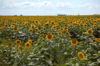 En marzo crecieron un 71% las exportaciones agrícolas