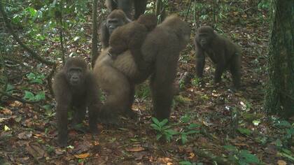En el grupo había varias crías, lo que da esperanzas de que se incremente su población.