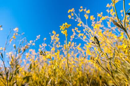 En el horizonte de cultivos de grano fino se afianza la Brassica carinata, una Crucífera impulsada como cultivo para producir combustible de segunda generación