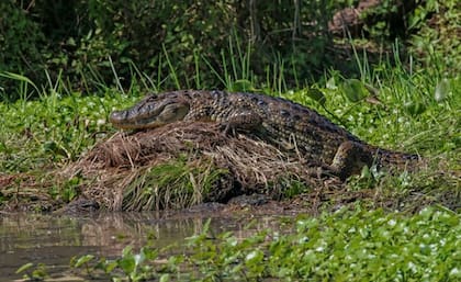 En el humedal, conviven unas 522 especies de vertebrados terrestres