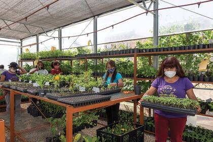 En el impecable invernáculo, se inician los trabajos de siembra, tanto de plantines de huerta como de nativas.