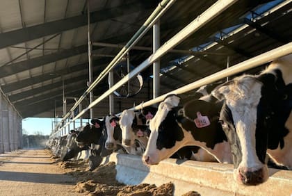 En el informe aportaron diferentes elementos que determinan a la investigación que “el daño de la industria brasilera de leche cruda responde a causas diferentes a las importaciones de leche en polvo: factores internos o estructurales como las condiciones climáticas adversas, la volatilidad de los costos de producción y la reducción de la oferta local".