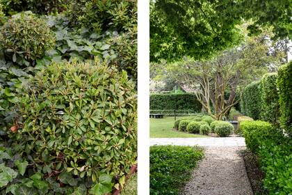 En el ingreso del jardín principal, bochas de distintos tamaños de Pittosporum 'Wheeleri' acompañan un ejemplar de lagerstroemia.