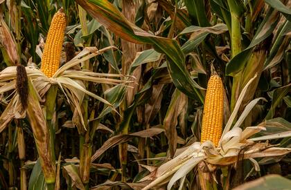 En el INTA Cerrillo se hacen, entre otros, ensayos de distintos materiales de maíz