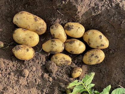 En el INTA contaron que este avance se realizó sobre la variedad Atlantic, que es la más importante para la industria de papas chips, es decir, de papas de paquete