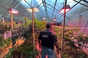 Descubren un gigantesco invernadero de plantas de cannabis en un barrio privado de Bariloche
