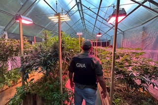 Descubren un gigantesco invernadero de plantas de cannabis en un barrio de Bariloche