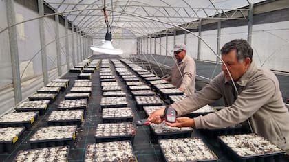 En el invernadero, con condiciones más controladas, las plantas de cannabis no sufre tanto las inclemencias del tiempo.