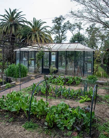 En el invernadero cultivan tomates aún en invierno