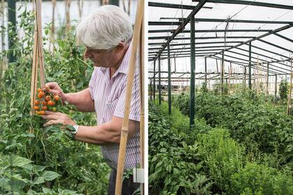 En el invernadero se adelantan los tomates cherries de variedades muy diversas; en la foto, uno “botón de oro” (izquierda). Albahacas, común y de hoja chica, y unos tomatitos Physalis ‘Ground Cherries’ que vienen envueltos en una bolsita (derecha).
