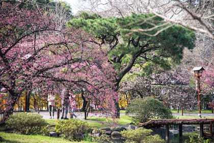 En el Jardín Japonés de Buenos Aires, ubicado en el corazón del barrio de Palermo, existen unos 40 árboles de sakura (Prunus serrulata). Algunos de ellos fueron plantados en la década del 80, mientras que los más nuevos son de mediados de la década del 90. 
