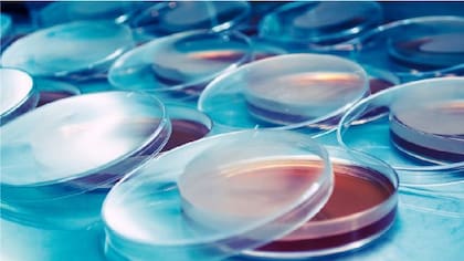En el laboratorio Ceres-Demeter desarrollan nuevos conceptos microbiológicos mediante alianzas estratégicas con instituciones científicas y empresas enfocadas en la comercialización de bioinsumos