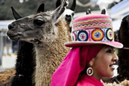 En el laboratorio es más fácil trabajar con los anticuerpos de llama, ya que están constituidos por un solo gen