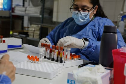 En el laboratorio se procesan hasta 300 muestras de sangre por día de los voluntarios que son enviadas a Estados Unudos para su análisis