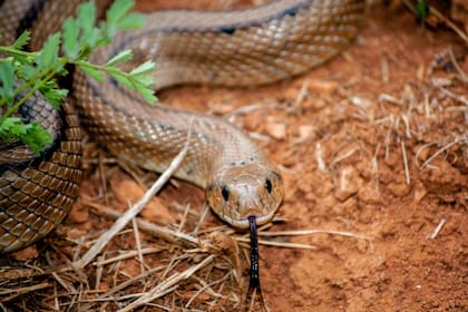 En el lago Talquin se detectaron hasta 41 especies de serpientes